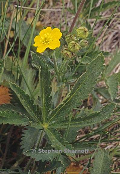 potentilla gracilis var fastigiata 4 graphic